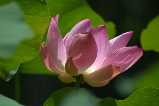 趣味玩法示意图